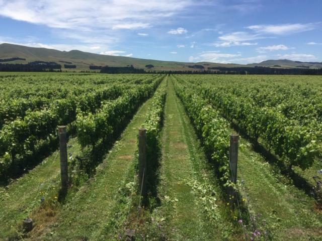 Romantic Vineyard Getaway Waipara エクステリア 写真